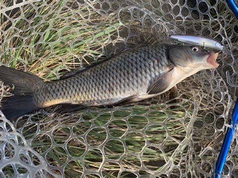 鯉 種類 野生|コイの特徴・見分け方 ｜ 写真から探せる魚図